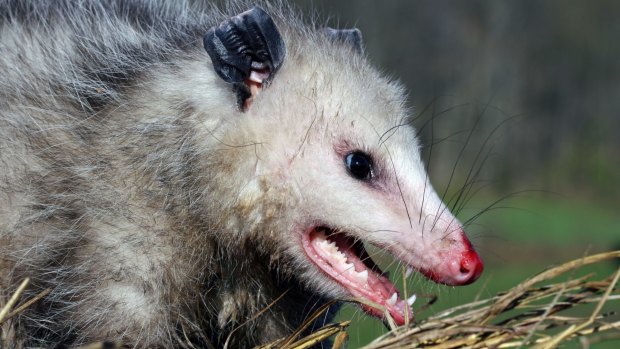 JetBlue won't allow possums on board, even if other US airlines will.