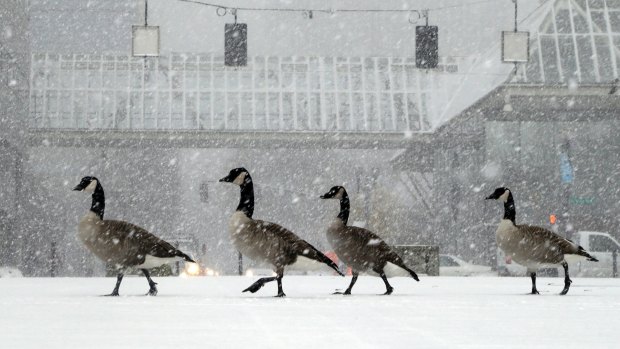 Geese walk along the snow covered waterfront park through heavy snowfall as the first winter storm of the season hits the area in Portland, Oregon.