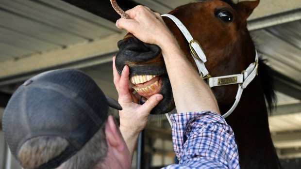 Horse Dentist Luke Shelbourne checks on Precedence, formerly trained by Bart Cummings.