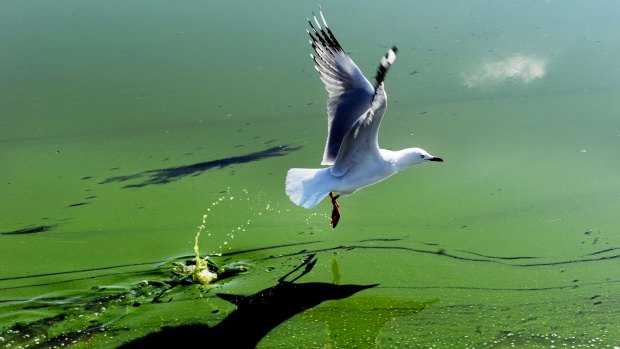 A seagull takes off from Lake Burley Griffin during a blue green algae outbreak in 2012.