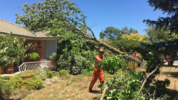 The clean up continues from yesterday's storm. ACT SES volunteers remove a fallen tree from a home in Macgregor on Saturday.