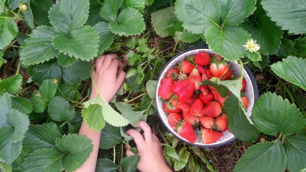 Home-grown organic strawberries.