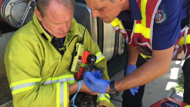 ACT Fire & Rescue senior firefighters Michael Henriksen and Vic Lourandos use an oxygen mask to resuscitate Moke the cat after a Chisholm house fire.