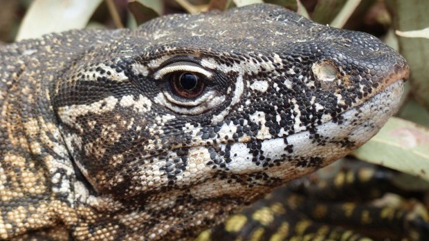 Rosenberg's Monitor, which is being monitored and studied by Matthew Higgins and ACT government ecologist Don Fletcher.