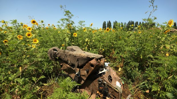 Seeds of hope: Part of the MH17 wreckage among sunflowers in Ukraine.