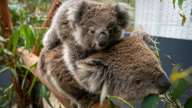 Tippy and Jellybean at Healesville Sanctuary.