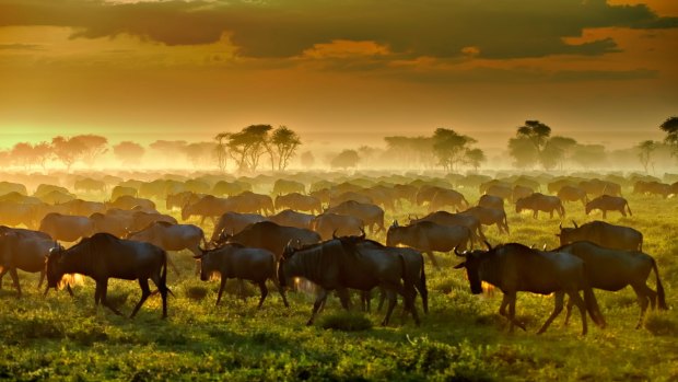 Each year, around a million wildebeests and a quarter of a million zebras make the 700-kilometre circular journey through the Serengeti to the Masai Mara.