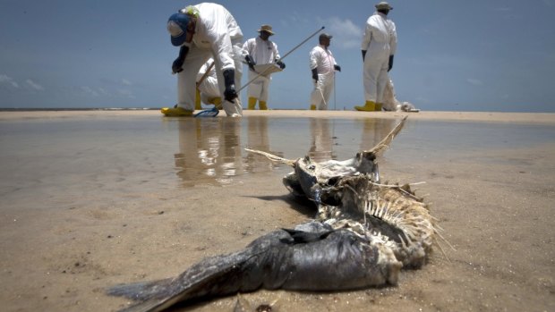 Environmental disaster ... A decomposed fish lies in the water as workers pick up oil balls from the Deepwater Horizon oil spill in Waveland, Mississippi in 2010.