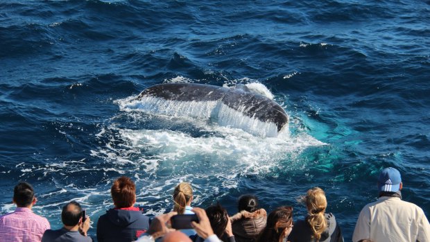 More than half a million international visitors try whale watching while in Queensland.