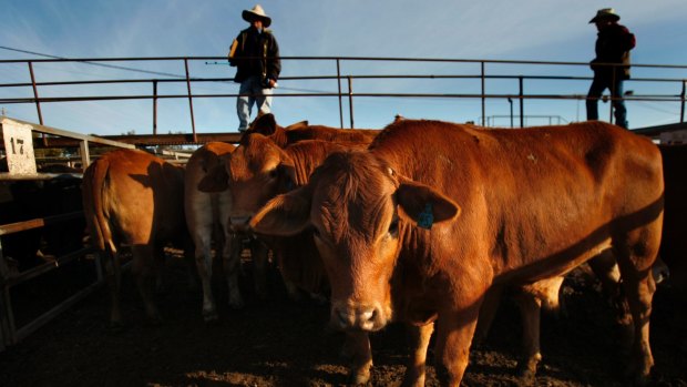 Wellard said cattle prices in Australia remained "uneconomically high" as farmers held stock and grew their herds.