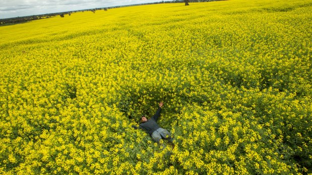 'This is what keeps you going', says farmer Colin Falls of the 'magic' canola crop he's grown thanks to a wet autumn and winter. 