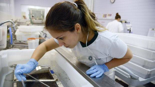 A technician separates male and female genetically modified mosquito larvae in a laboratory in Campinas, Brazil, this month.