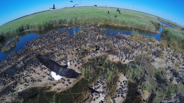 An Ibis colony with thousands of infant birds in the Macquarie Marshes.