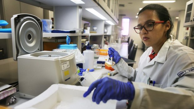 Testing: A lab worker performs a mosquito DNA analysis in a lab in Recife, Brazil as the country tries to allay fears of the Zika virus before the Olympics. 