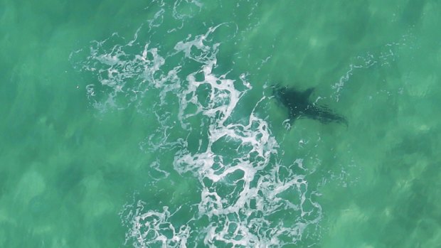 A large shark roaming the sea off Newcastle was spotted chasing a dolphin.