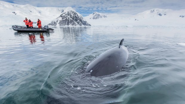 A curious Antarctic minke whale (Balaenoptera bonaerensis) approaches the Zodiac in Neko Harbour, Antarctica.
