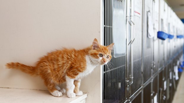A kitten at the RSPCA in Sydney on Friday.