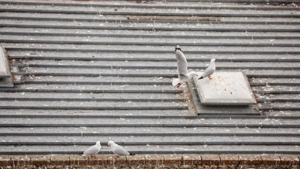 Seagulls on the roof of a Dandenong business.