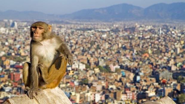 Rhesus macaque on the walls of Swayambhunath,the so-called Monkey Temple overlooking Kathmandu.