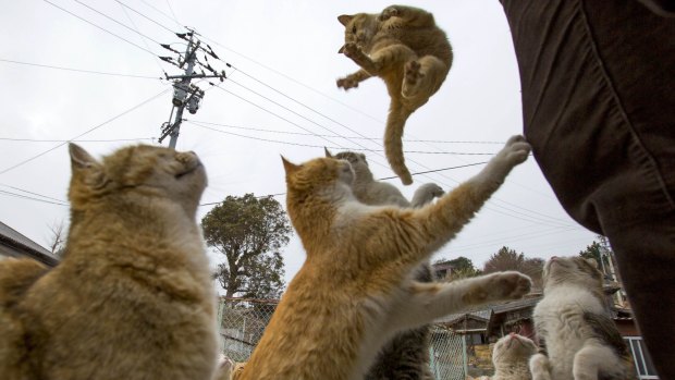 Hungry cat: A local jumps for food offered by a tourist as others beg for food.