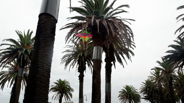 St Kilda may want to  "strengthen the theme" of its palm trees but it wouldn't have helped the owner of this kite stuck in a palm tree at Katani Gardens.