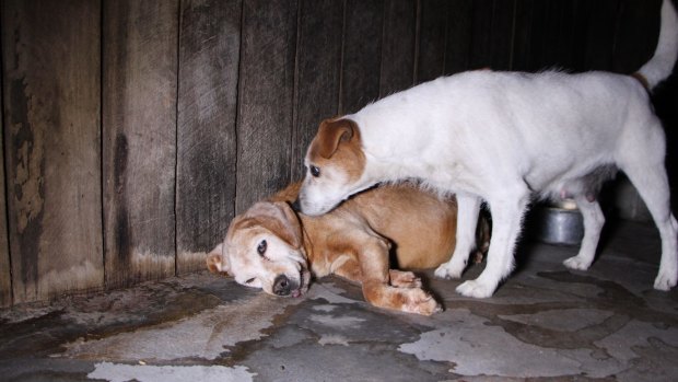 A deceased pregnant dog lies abandoned at a puppy farm in Armidale. 