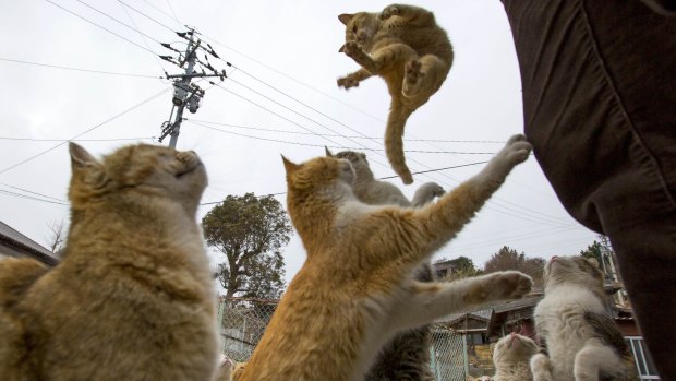 Hungry cat: A local jumps for food offered by a tourist as others beg for food.