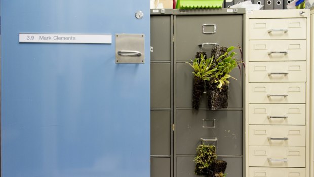One of the most primative Australian orchids hangs from a filing cabinet in Dr Clements office.
