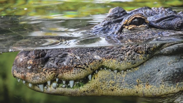 There have been at least eight crocodile attacks in Queensland since 2008.