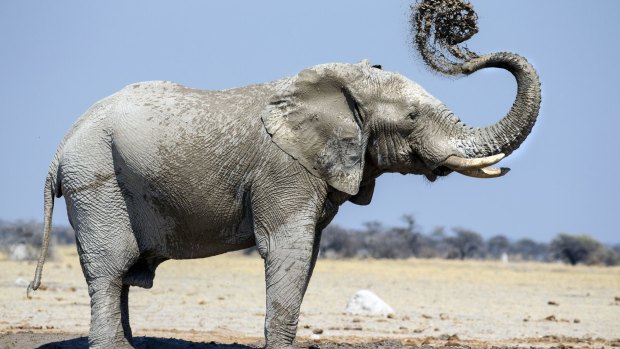 An elephant takes a mud bath in the Kalahari. 