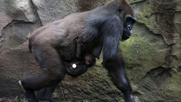 A baby western lowland gorilla clings to his mother, Frala, at Taronga Zoo.