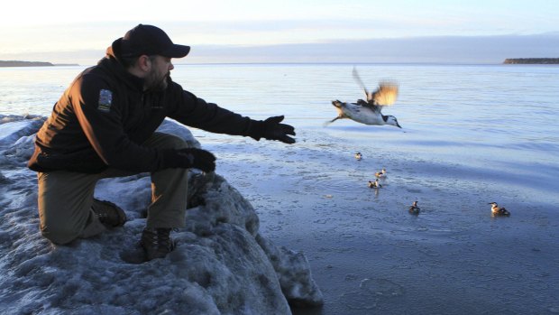 Guy Runco, director of the Bird Treatment and Learning Centre, releases a common murre near the Anchorage small boat harbour in Anchorage last week.
