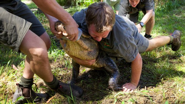 'You'll be snapped in half': Australian Reptile Park staff secure the extremely protective female alligators before harvesting eggs from their nests.