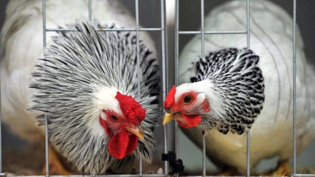 Two of the birds entered in the Royal Canberra National Poultry Show in 2015.
