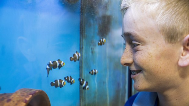 Xavier Hood watches over the baby clownfish he and his fellow classmates help breed.