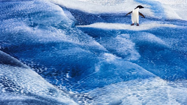 Adelie penguin on blue iceberg.