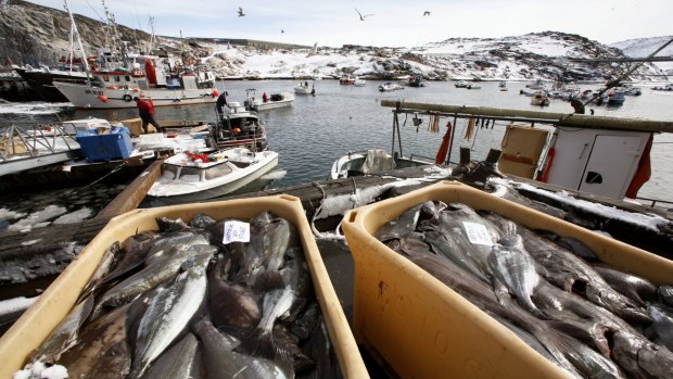 Containers of freshly caught fish sit on the dock in the fishing harbour of Ilulissat in western Greenland.