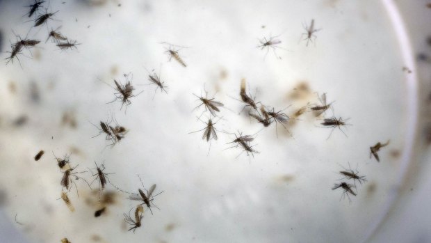 Aedes aegypti mosquitoes float in a mosquito cage at a laboratory in Cucuta, Colombia. 