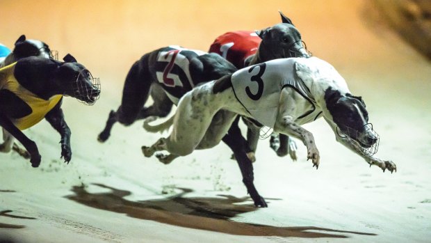 Two greyhound trainer brothers have pleaded guilty to offences including possession of a steroidal agent, possession of euthanasia drugs, and weapons charges.

