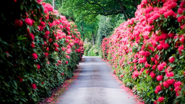 A flowering hedge offers a colourful alternative to the traditional green options.