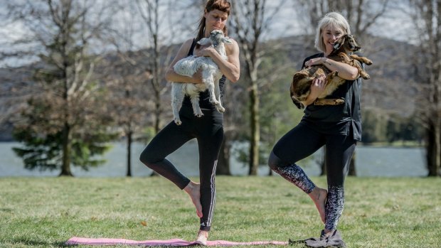 Fiona Harris and Jo Flynn are collaborating to bring Goat Yoga to Canberra. The first event is on November 11. 