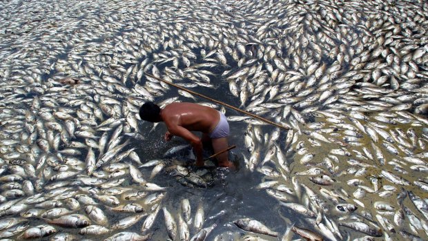 A man collects dead fish in Donghu lake in central China's Hubei province in July 2007, in an incident blamed on pollution and hot weather.