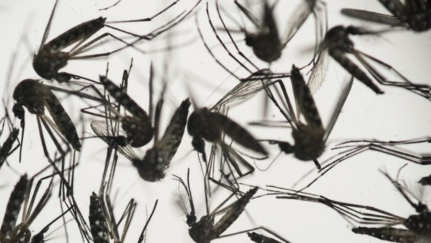 Aedes aegypti mosquitoes, which carry the Zika virus, sit in a petri dish at the Fiocruz institute in Recife, Brazil. 