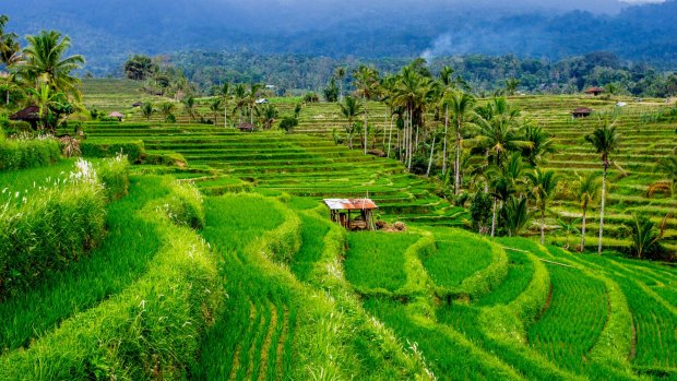 Marvel at Bali's UNESCO World Heritage-listed rice terraces and water temples that date from the 9th century at Jatiluwah. 