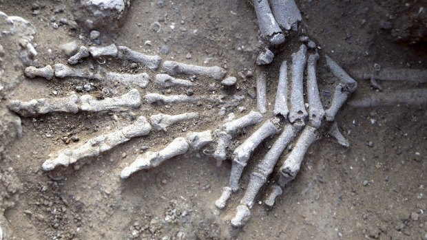 The skeleton of a woman found with fractures on the knees on the ancient shore of Lake Turkana in Kenya. Researchers say the position of her hands suggest she had been tied up. 
