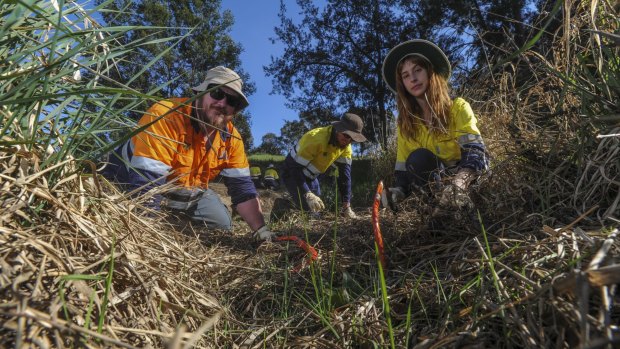 A team from Conservation Volunteers Australia at work at Ginninderra Creek, Evatt. Supervisor Brian Butler, left, with participants Tom Byles, 18, of Burra, centre, and Amanda Williams, 21, of Lyneham.