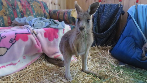 An orphaned joey from the Lancefield fire that was raised and cared for by the Pastoria East Wildlife Shelter.