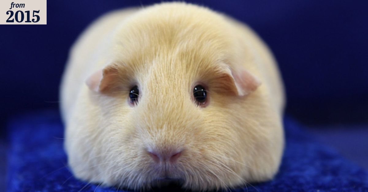 Guinea pigs can be an autistic child's best friend