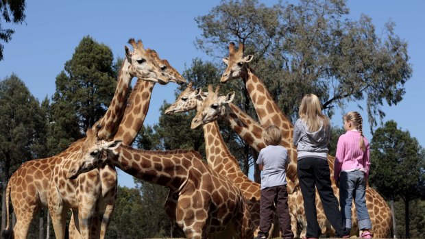 Dubbo safari: Taronga Western Plains Zoo stretches  over 300 hectares and there are now 500 animals of 65 different species – including giraffes.