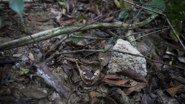 Human bones near an abandoned human trafficking camp in the jungle close to the Thai border at Bukit Wang Burma in northern Malaysia in May.